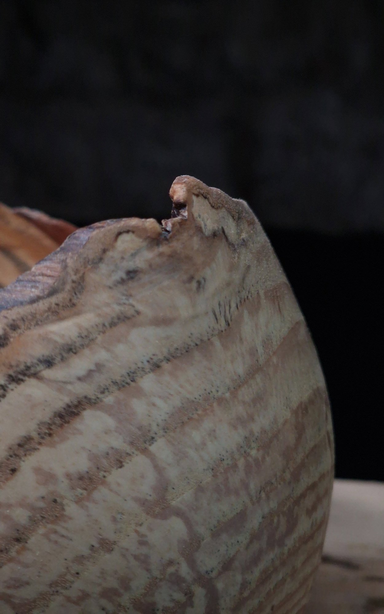 spalted ash detail close up